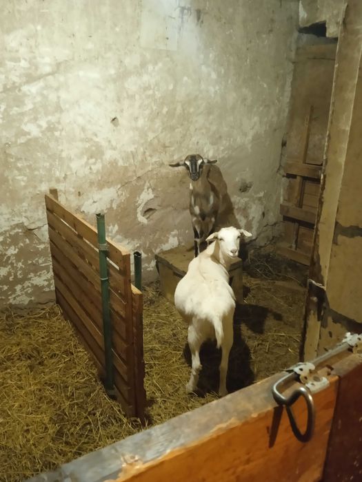 Продаються молочні кози