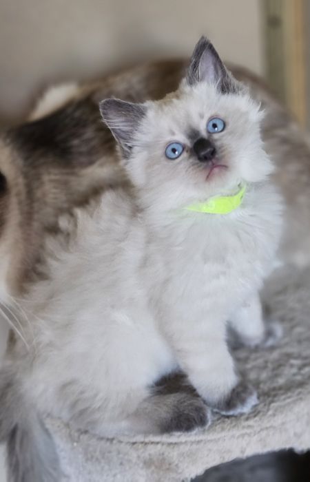 Kocurek Ragdoll Duży