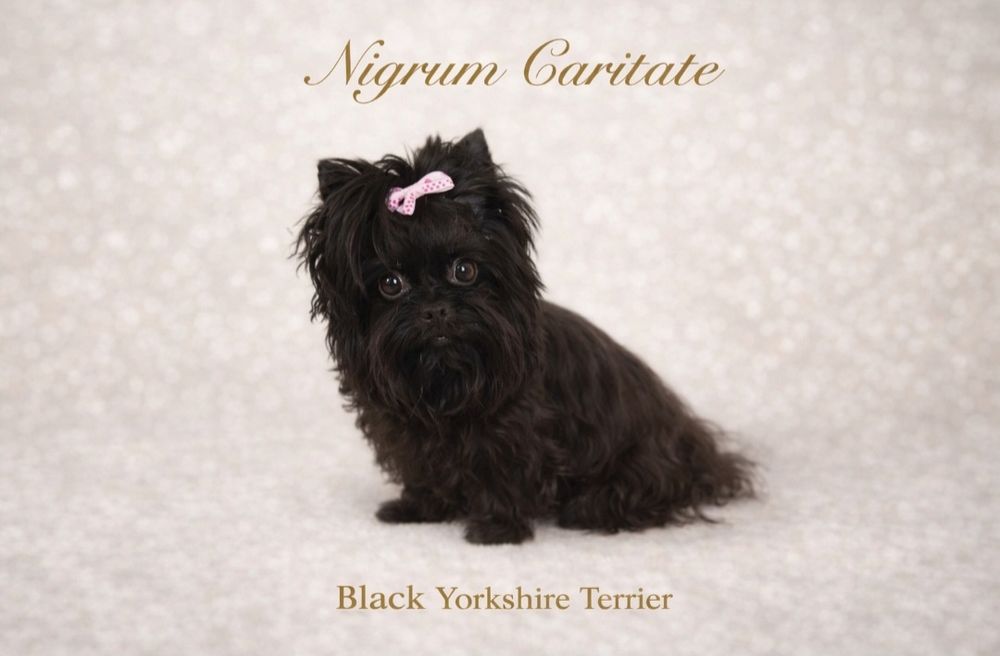 York black mini boy czarny mini chłopczyk