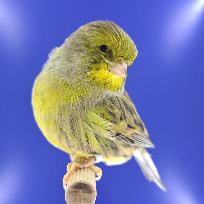 Kanarek, samczyk 14 - sprzedam, Wrocław