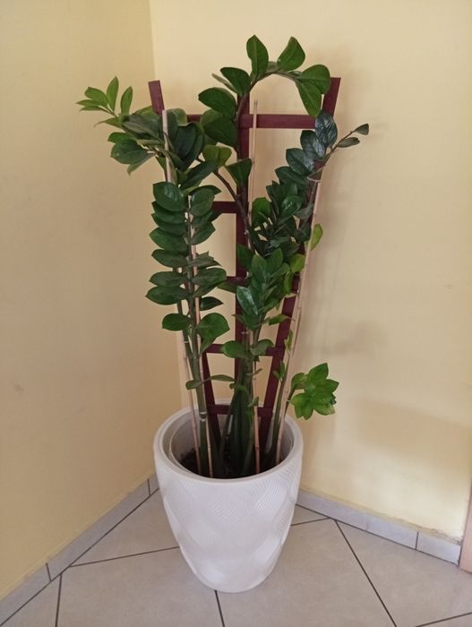 Zamiokulkas, zamia kwiat doniczkowy