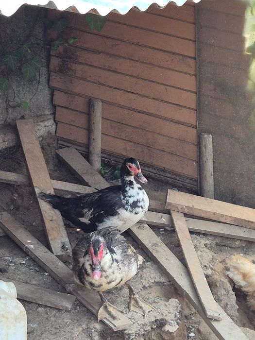Vendo casal patos