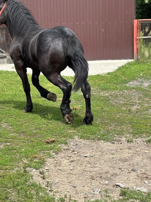 Sprzedam karą klacz.