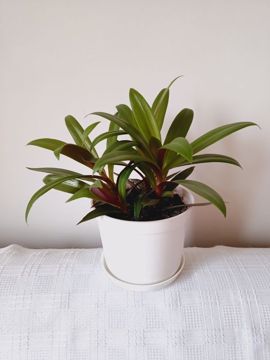 Kwiatek doniczkowy zielono - różowy