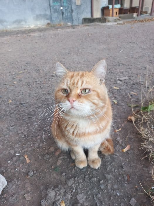 Котик Рижик шукає родину