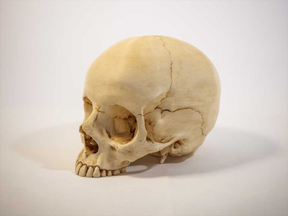 Crânio humano tamanho real -Impresso em 3D e pintado à mão - Halloween