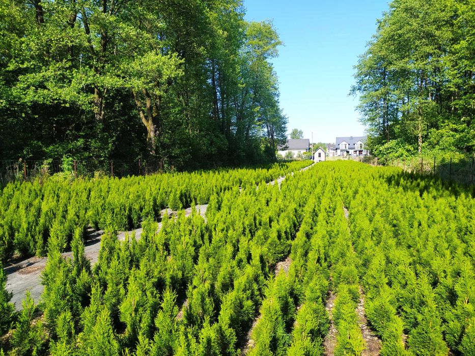 Tuja szmaragd prosto z gruntu 50-160cm od 10zł