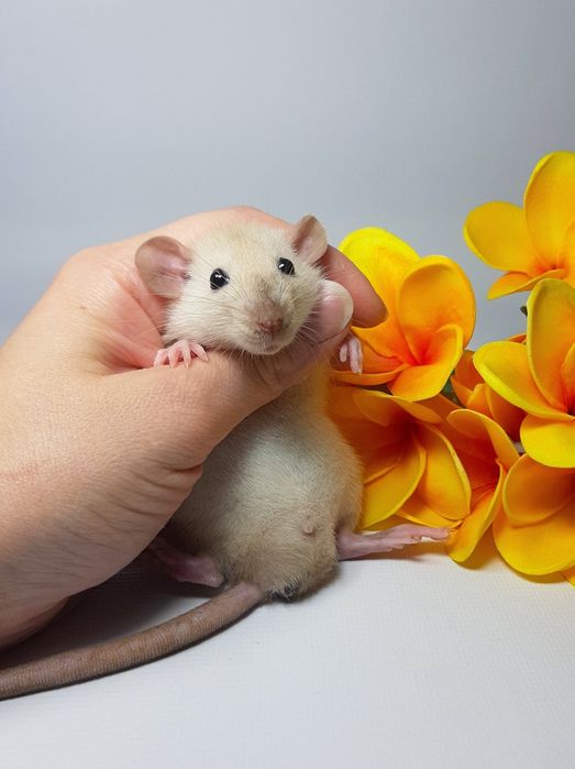 Крыска Дамбо,крысы,крыса,щур,щурик,пацюк,пацюки,пацючата