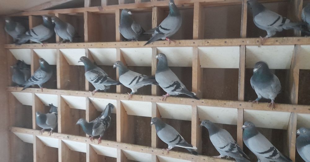 Gołębie pocztowe DV pary lotowe z kartą i metryczką