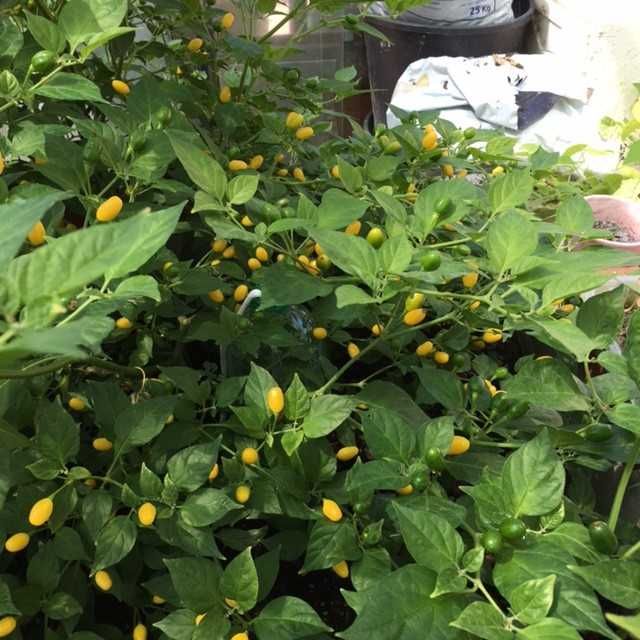 Pimenta Cumarí Amarela.