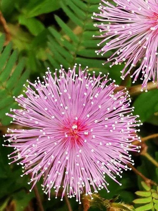 Насіння квітів (107 видів) семена цветов є безкоштовна доставка