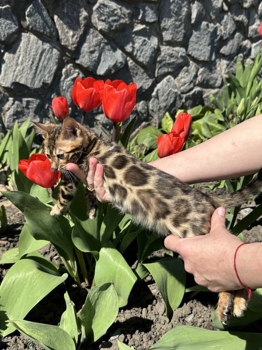 Бенгальські кошенята з документами