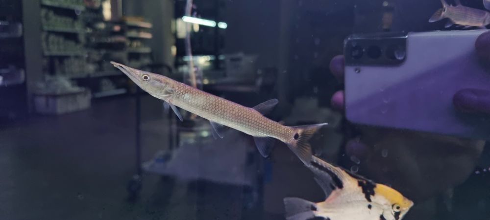 Ctenolucus Hujeta - Szczupaczek Czułkowy