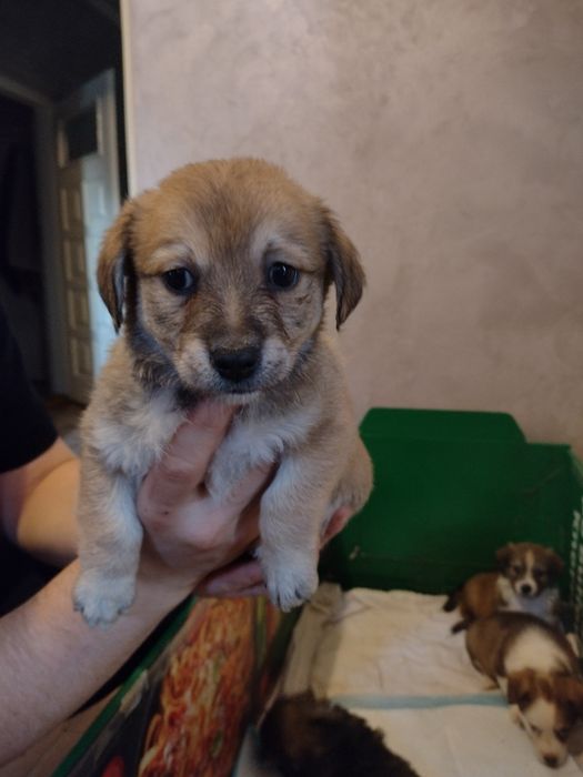 Szczeniaki mieszance po półpekinczykach