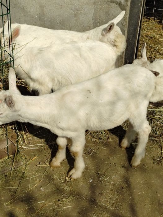Продам зааненські козлики