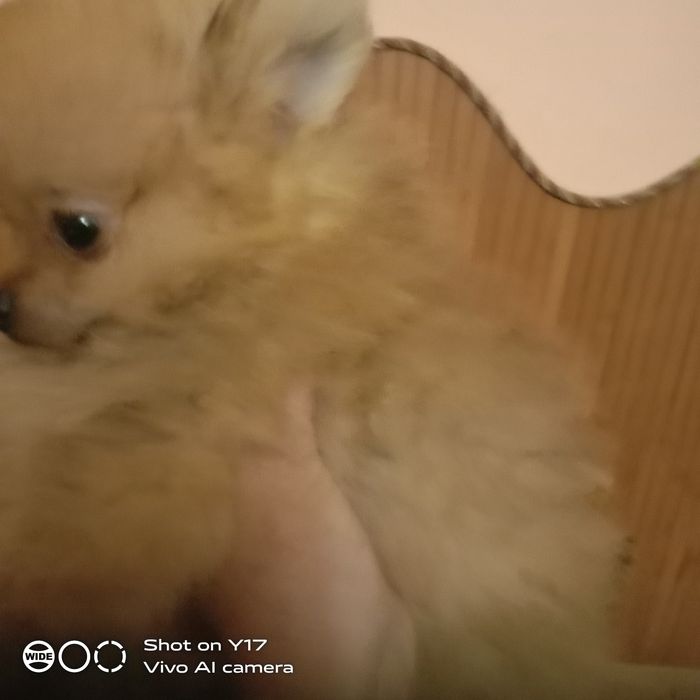 Хлопчик Померанський шпіц