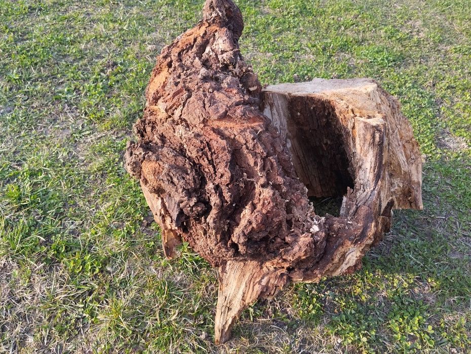 Korzeń, konar próchno do terrarium akwarium dla owadów, gadów