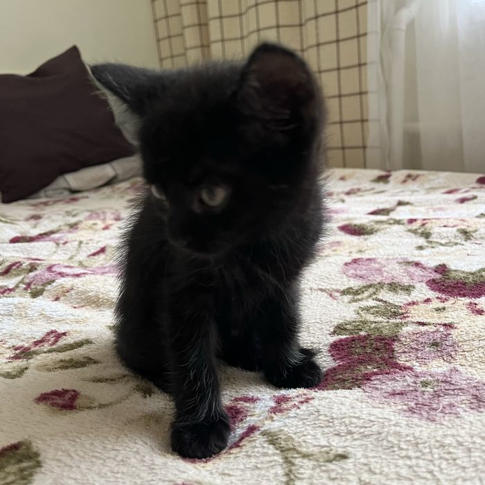 Віддам кошеня безкоштовнo