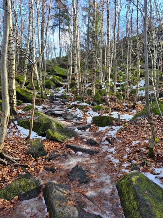 Sprzątanie działek i ogrodów