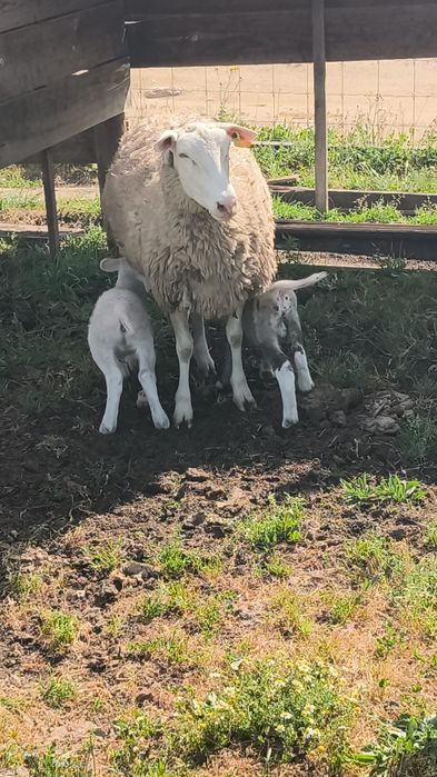 Vendo borregos e borregas INRA