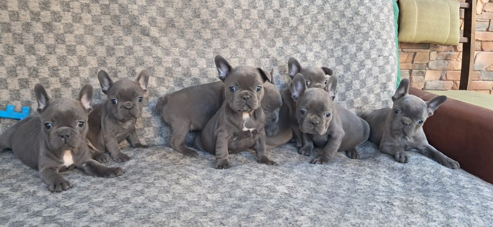 Buldog francuski suczka niebieska