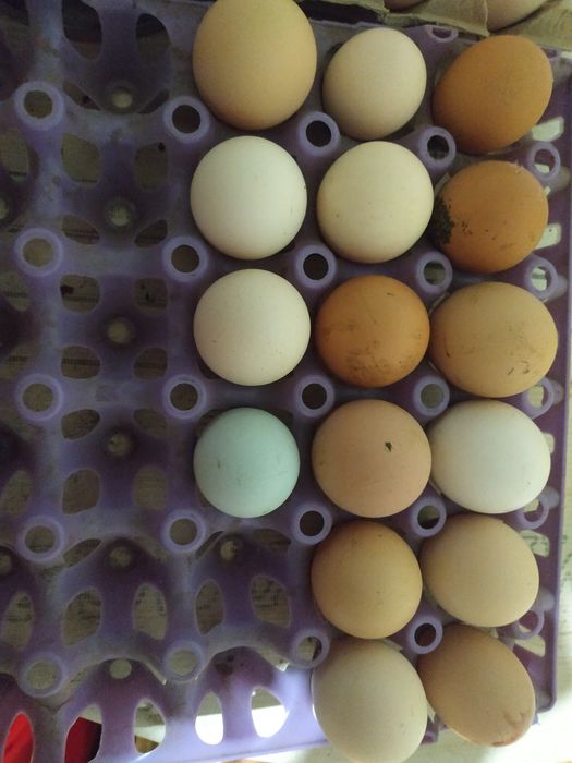 Меняю крупы любые (гречка, пшено, рис.,мука и так дале)на домашнии яца