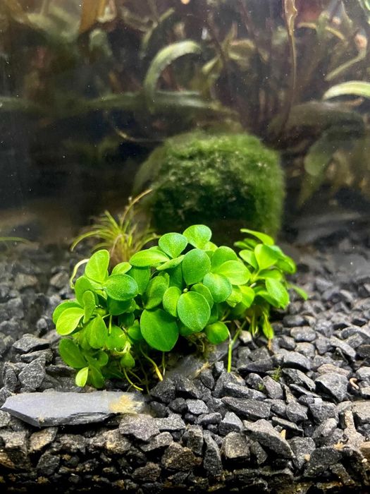 Anubia Barteri "Mini Coin" Tropica