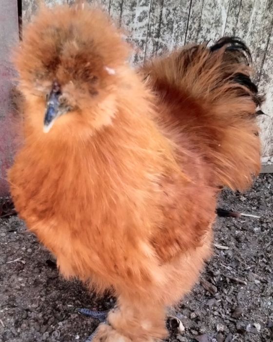 Ovos Galados de Sedosa