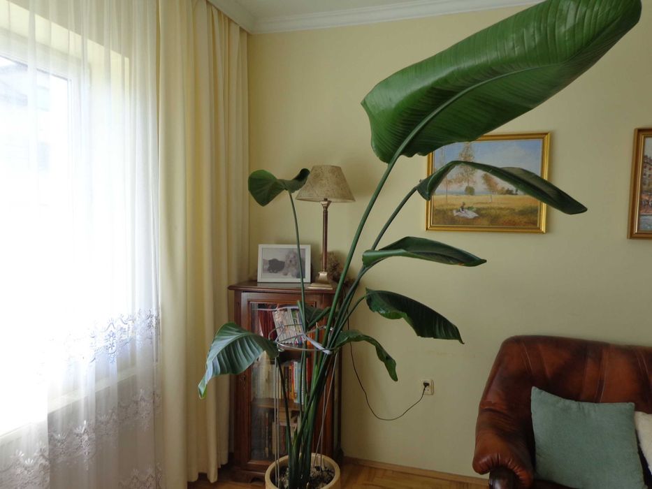 Strelitzia Reginae Nicolai