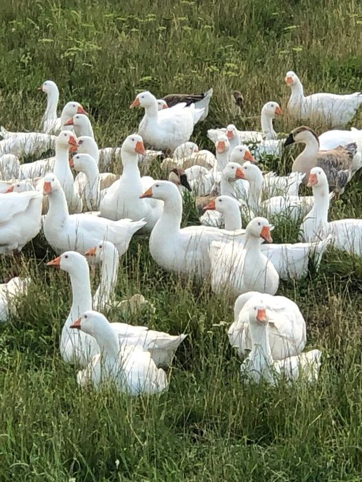 Gęś Kołudzka, tuszka, wysyłka