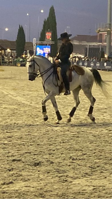 Vendo cavalo luso  árabe