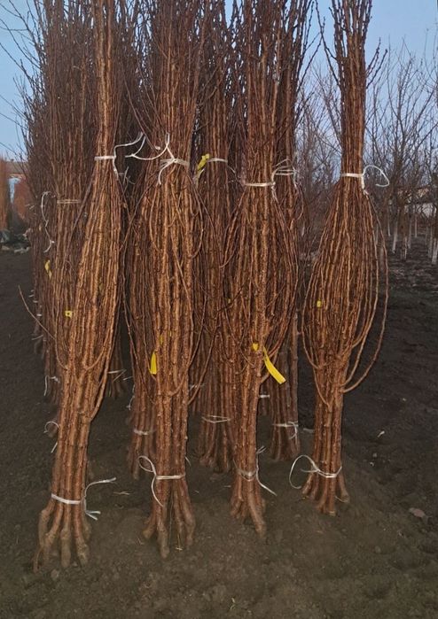 Продам саджанці плодових дерев