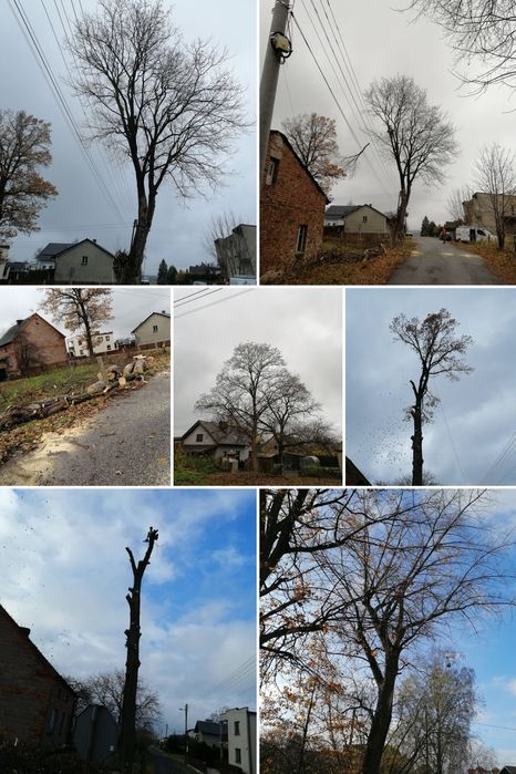 Wycinka podcinka drzew Trudnych metodą alpinistyczną oraz ze zwyżki-malowanie dachów -mulczer