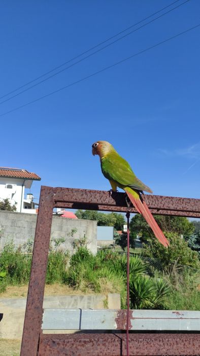 Piurra criada a mão domésticada