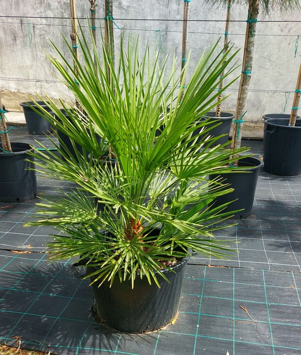 Palmeiras leque anãs