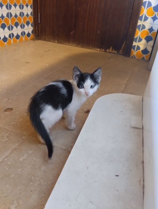 Gato para adopção responsável