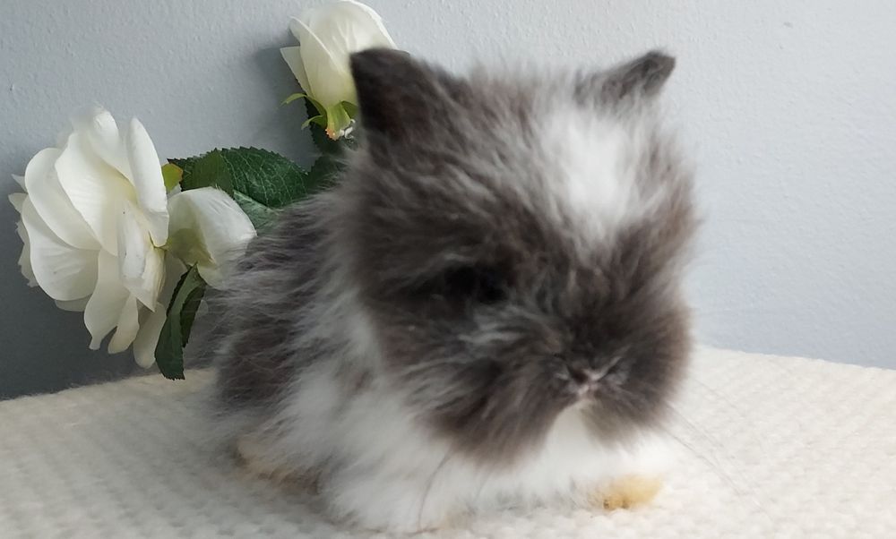 Najmniejsze króliczki Fluffy Teddy puchate misie