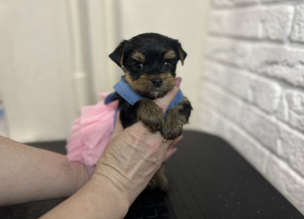 Девочка йоркширский терьер КСУ FCI baby face.