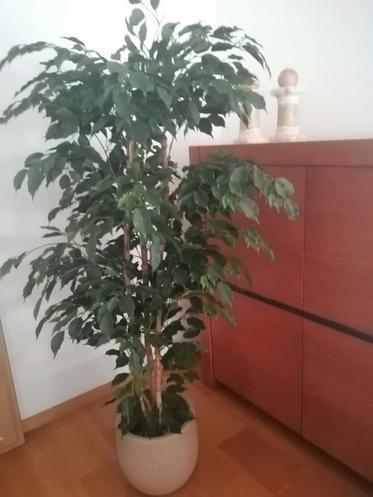 Ficam tão bem na sua sala