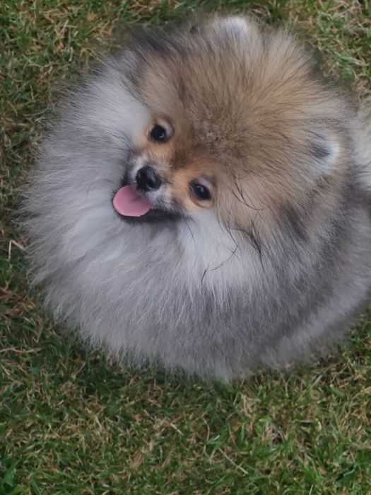 Pomeranian szpic miniaturowy