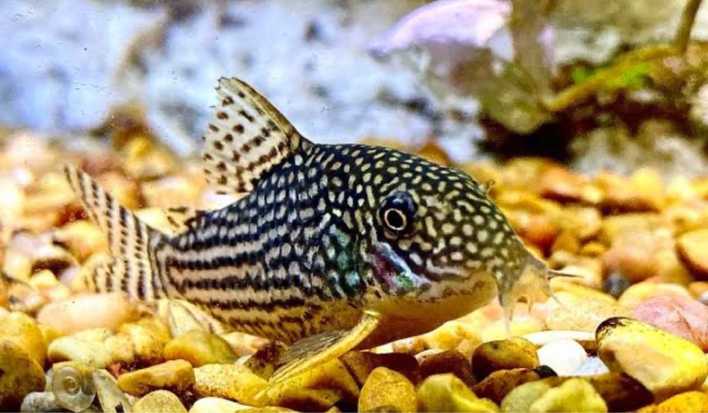 Corydoras Sterbai