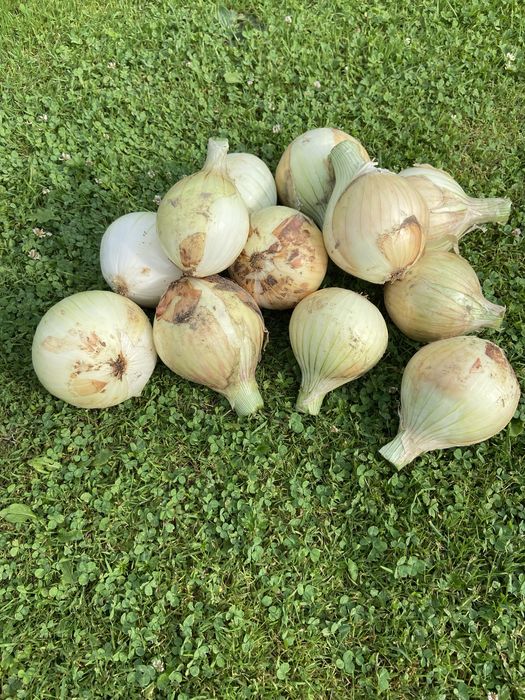 Cebula cukrowa z własnego ogrodu.