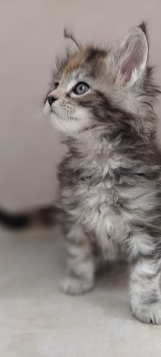 Котята Мейн-Кунята