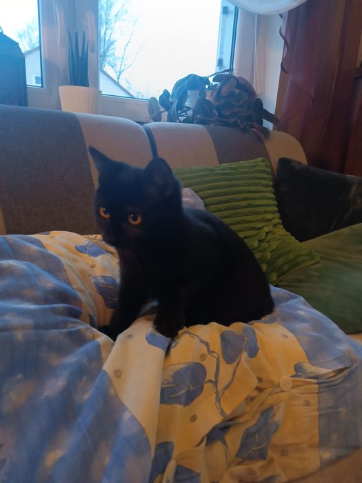 Oddam czarna kotkę.