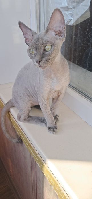 Хлопчик Девон-рекс