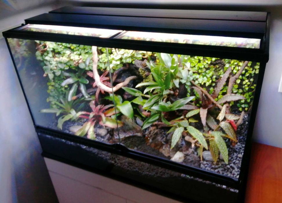 Terrário pronto a habitar