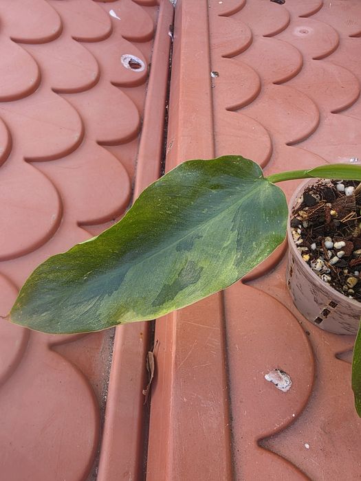 Philodendron Jose Buono