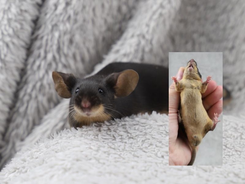 Mysz rasowa, mysz, myszy rasowe, mysz domowa, mysz z rodowodem, myszka