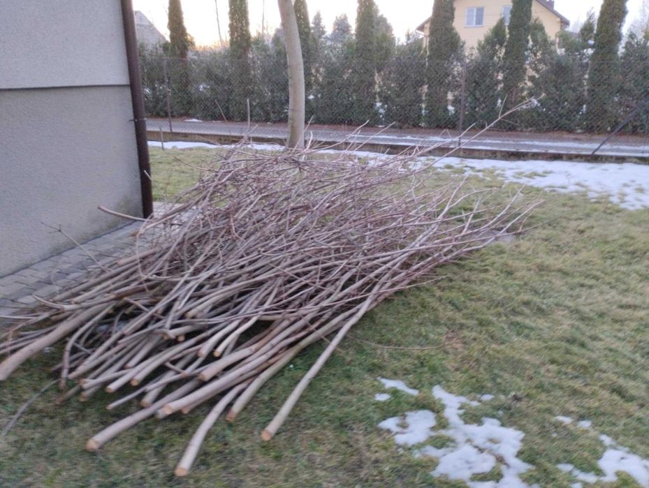 Oddam gałęzie za darmo