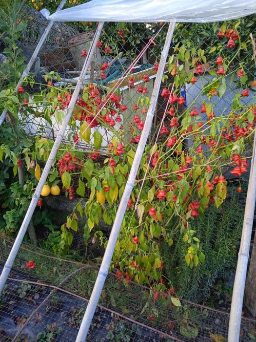 Vendo proteia bonita para jardim ou em vaso grande.